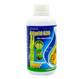 arigold-620-lan-huu-hieu-hai-chieu